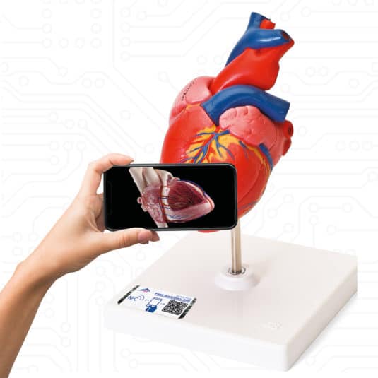 Virtual meets Reality: Durch einfaches Scannen des NFC-Chips im Smart-Label an den Modellen von 3B Scientific erhält man Zugriff auf die kostenlosen 3B Smart Anatomy Kurse 